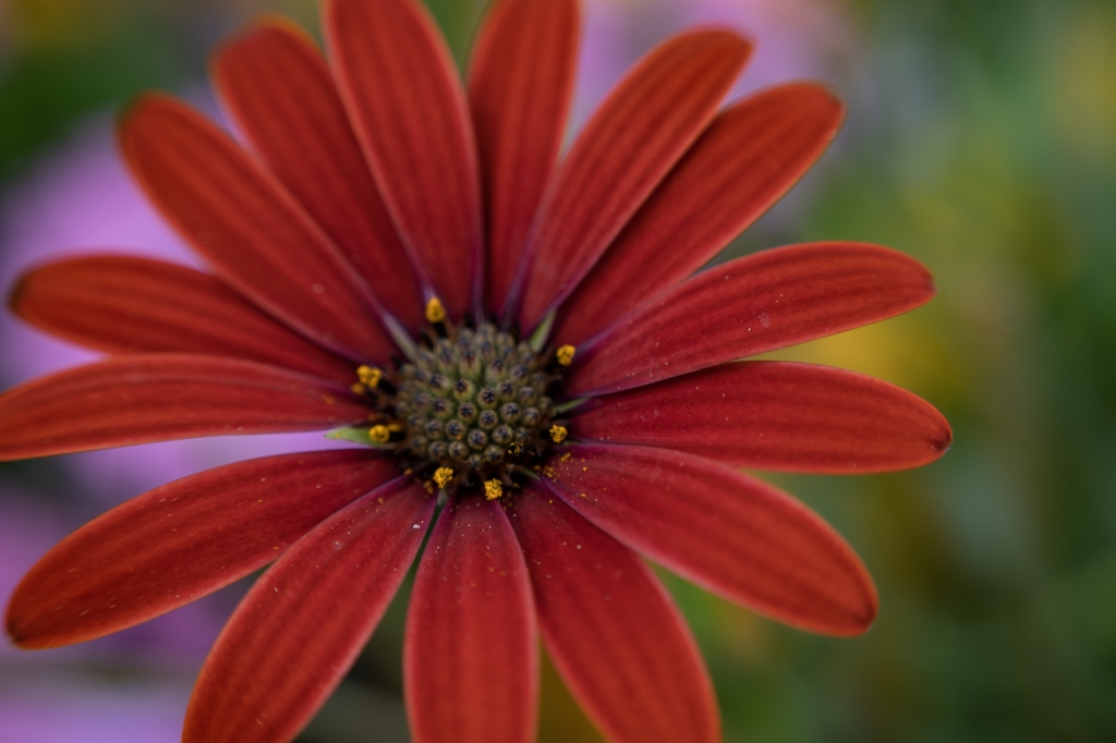 Macro di fiore rosso