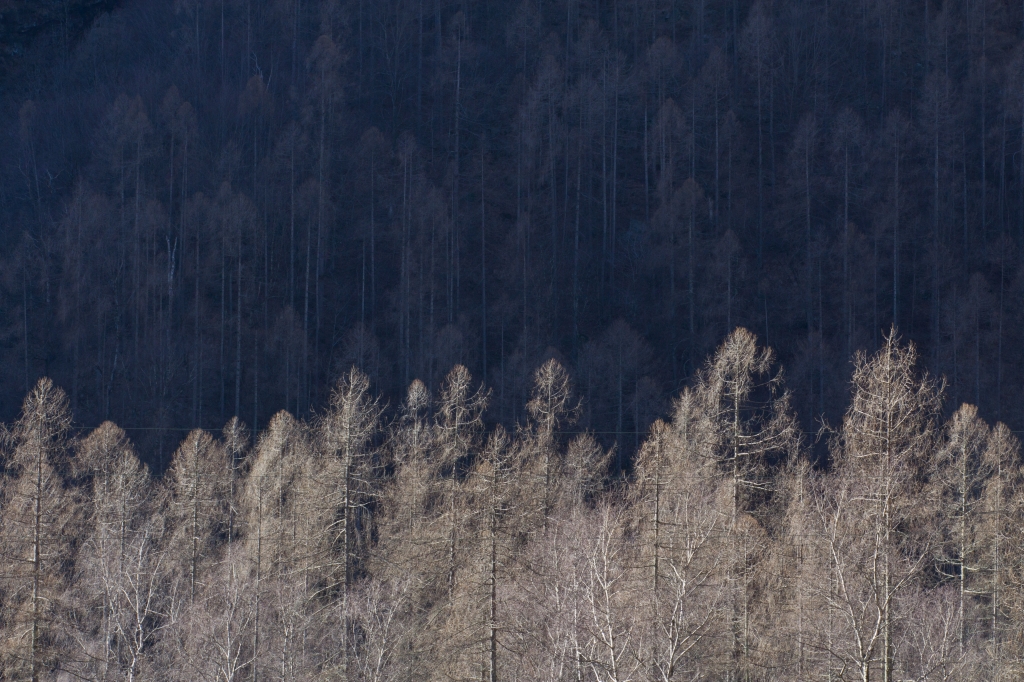 Fila d'alberi