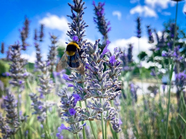 Ape su Lavanda