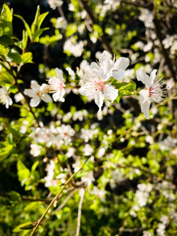 Primavera · musa85