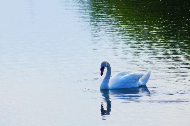 cigno
