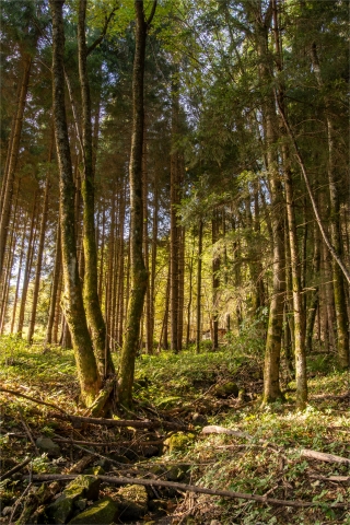 Il bosco