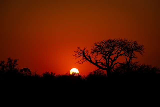 Alba africana