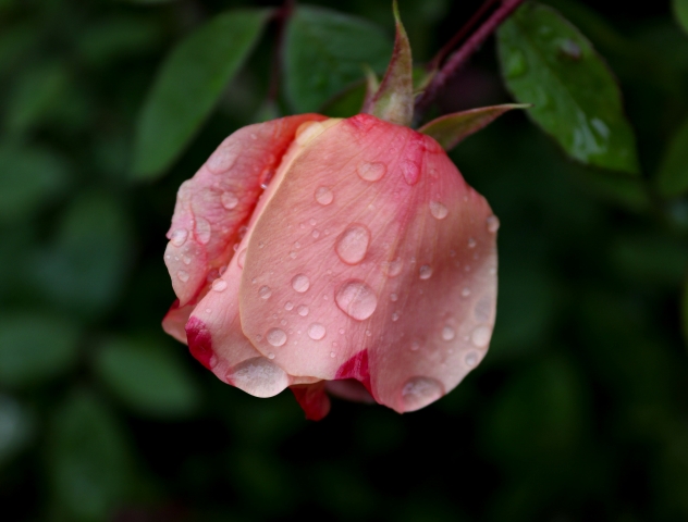 Goccia sui fiori · lorenzamagnaghi