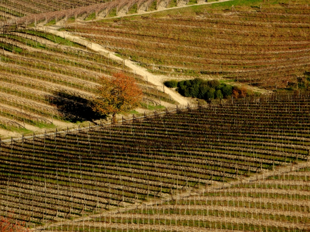 Langhe - particolare