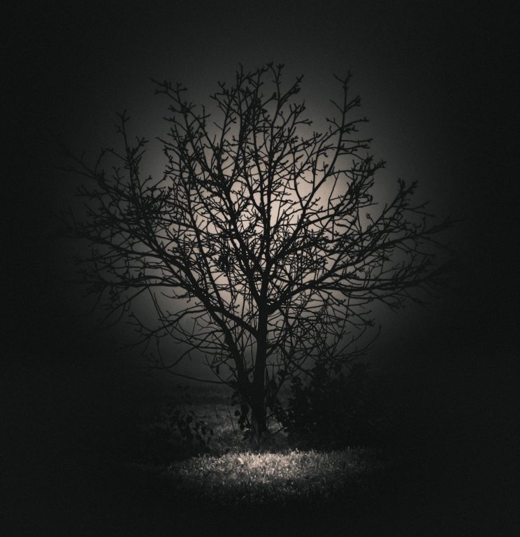 L'albero della luce