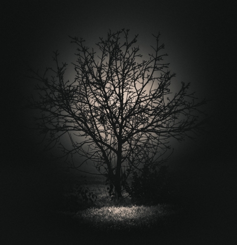 L'albero della luce