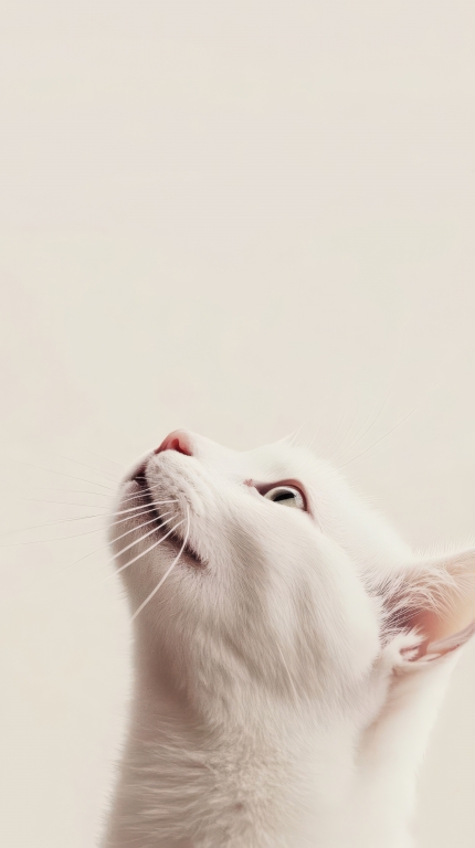 White cat