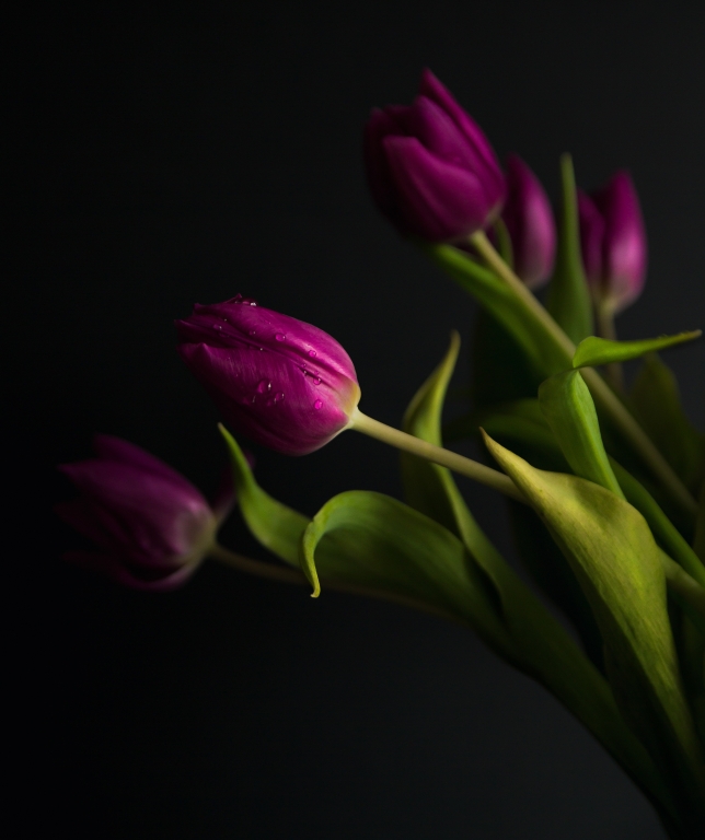 Elegance of Purple Tulips