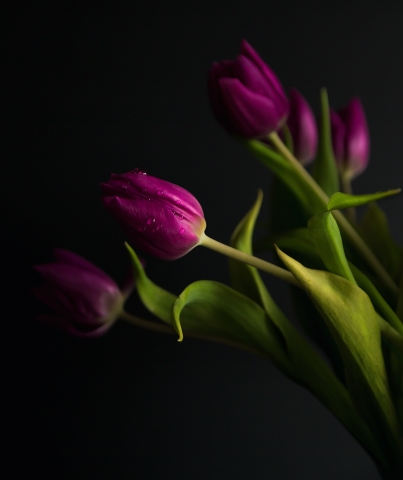 Elegance of Purple Tulips