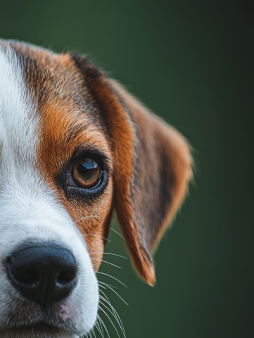 Primo piano di Beagle