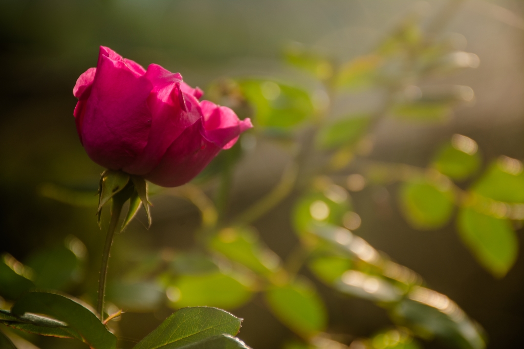 Rosa solitaria