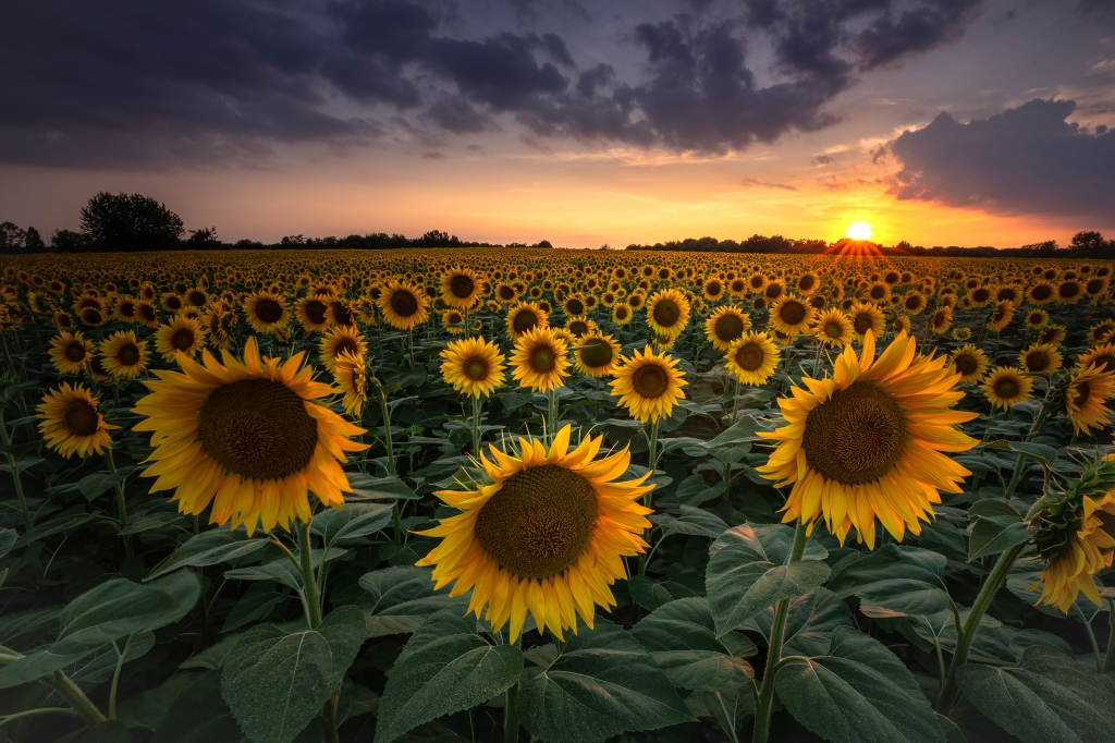 Girasoli