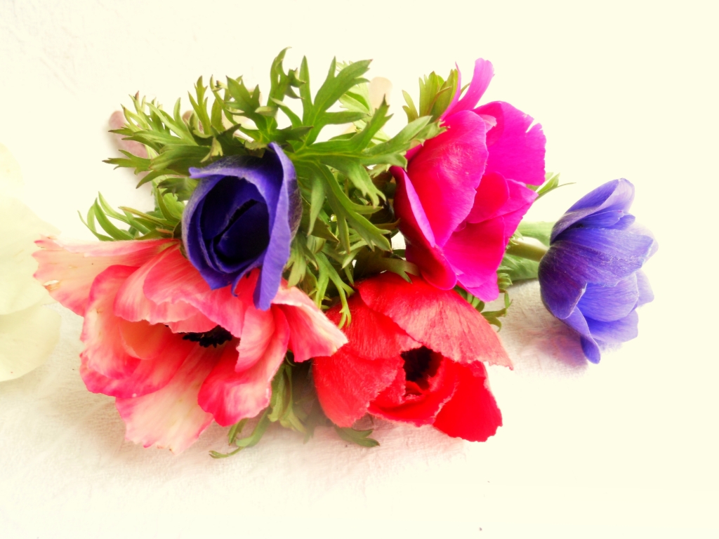 fiori di campo