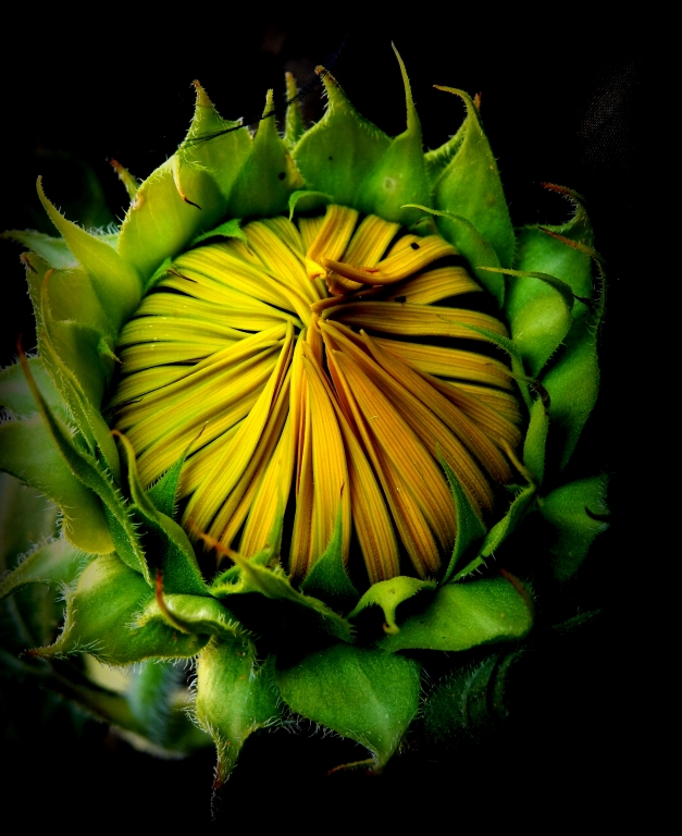 girasole in fasce
