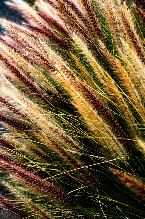 Erba selvatica illuminata dal sole con texture naturali