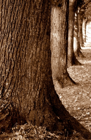legno vivo