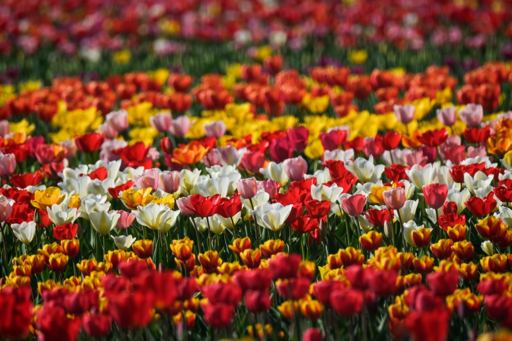 Tulipani