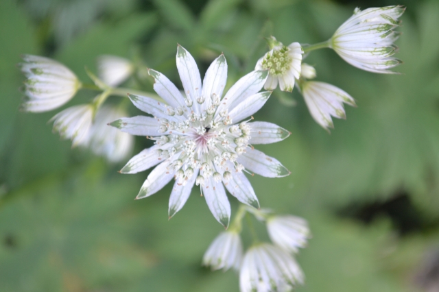 Un fiore, una stella
