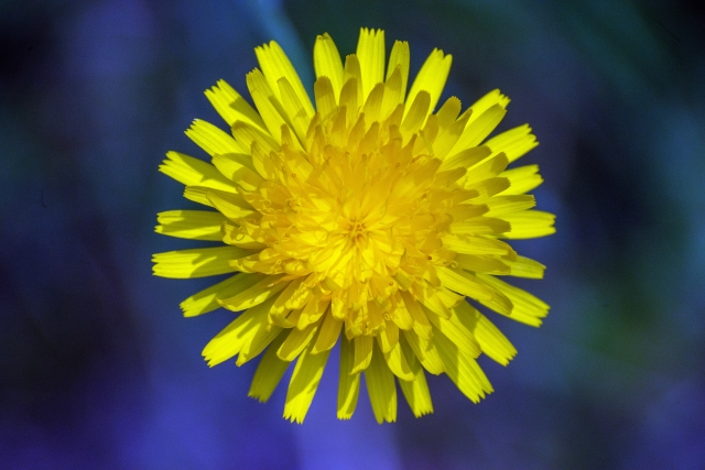 Yellow Daisy