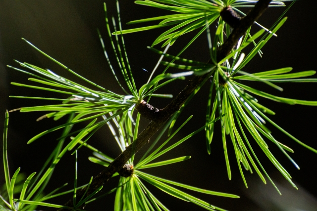 Green Larix