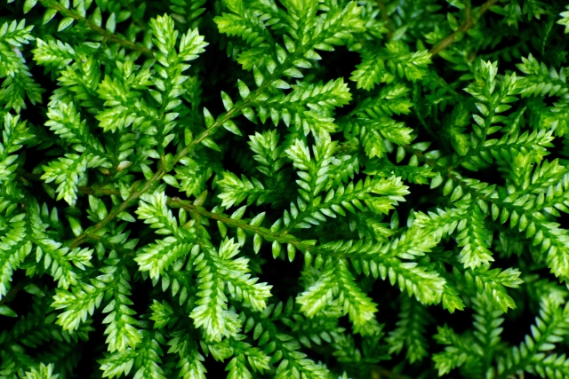 Ombre verdi
