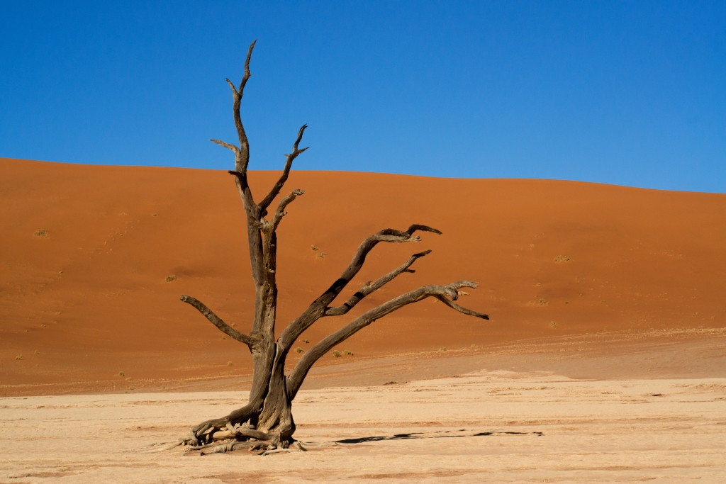 L’Albero nel Deserto