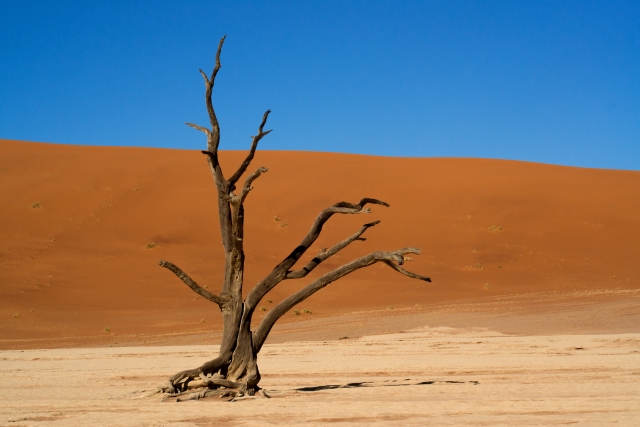 L’Albero nel Deserto