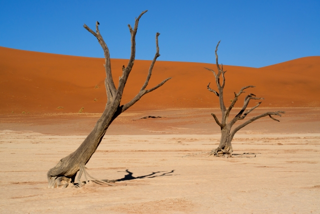 Gli Alberi nel Deserto