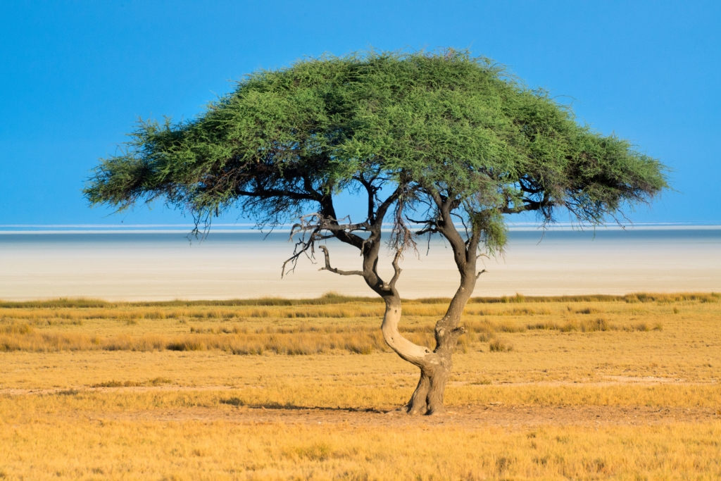 Acacia in Etosha