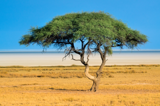 Acacia in Etosha