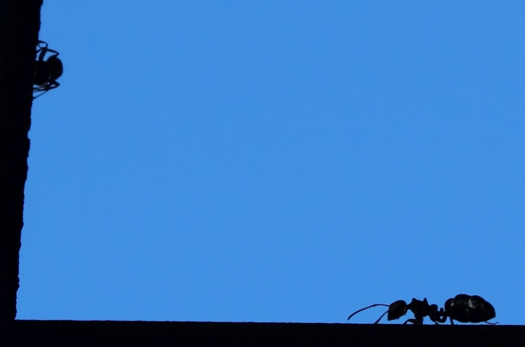 Silhouette di una formica
