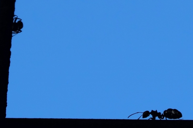 Silhouette di una formica