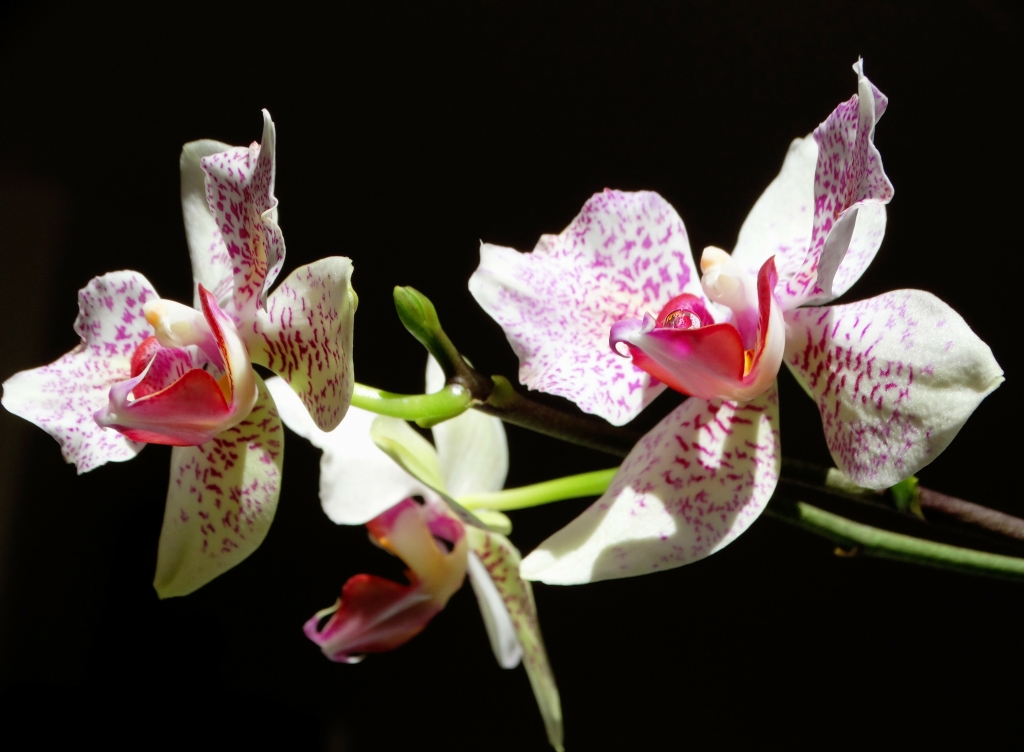 Orchidea