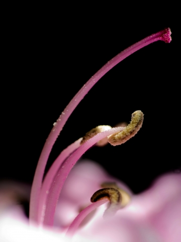Pistilli