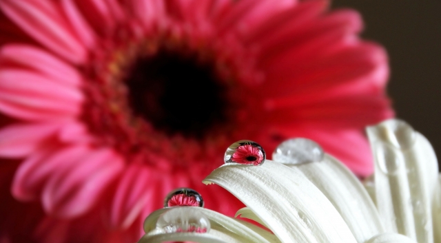Gerbera riflessa