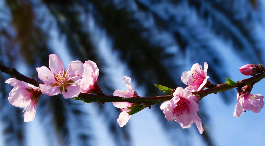 Fiori rosa, fiori di pesco
