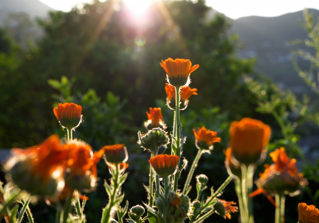 Il richiamo del sole