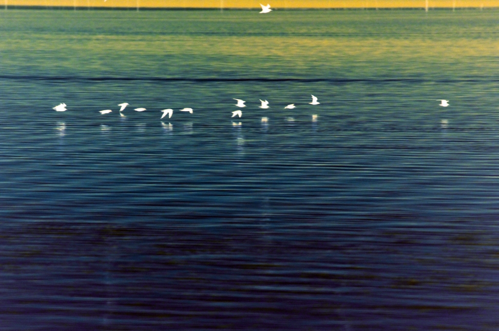 Fuga dal lago malato