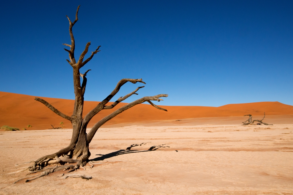Albero pietrificato nel deserto
