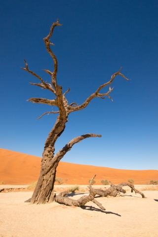 Albero nel Deserto