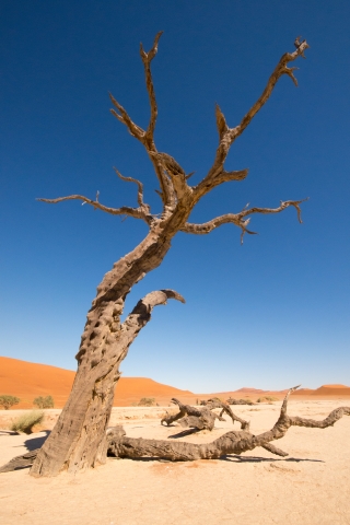 Albero nel Deserto