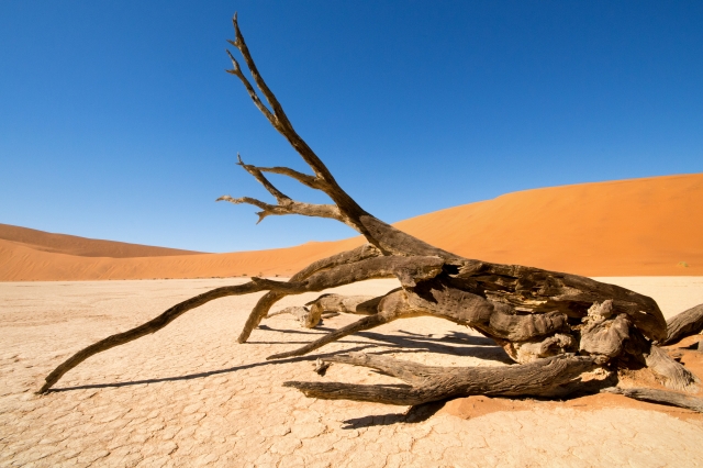 Tronco Pietrificato nel Deserto