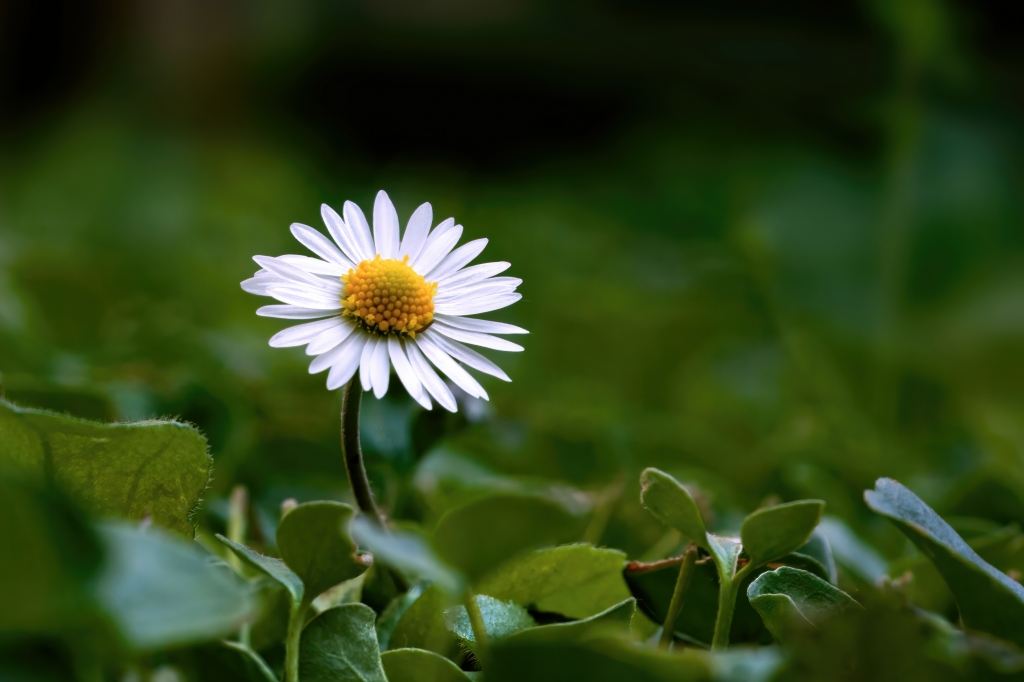 Margherita solitaria