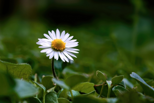 Margherita solitaria