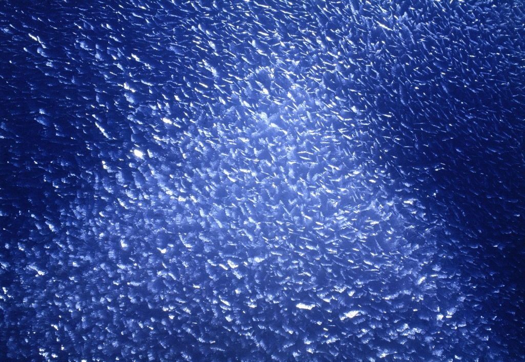 Neve #37