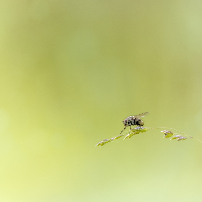 la piccola mosca su di uno sfondo verde