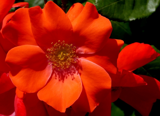 rouge est amour