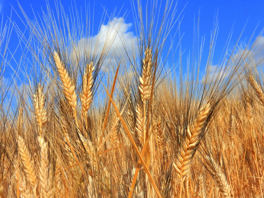 campo di grano