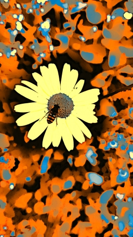 The bee and the daisy